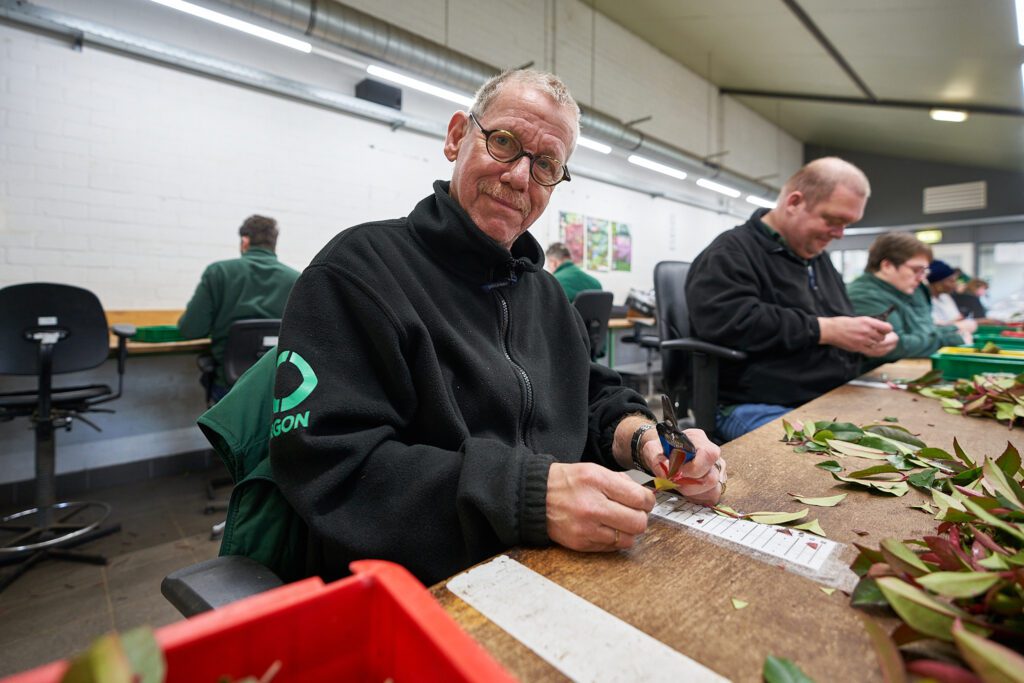 Ergon Kwekerij-medewerker knipt stekmateriaal op maat terwijl hij samen met collega’s aan een houten werktafel in de loods zit.