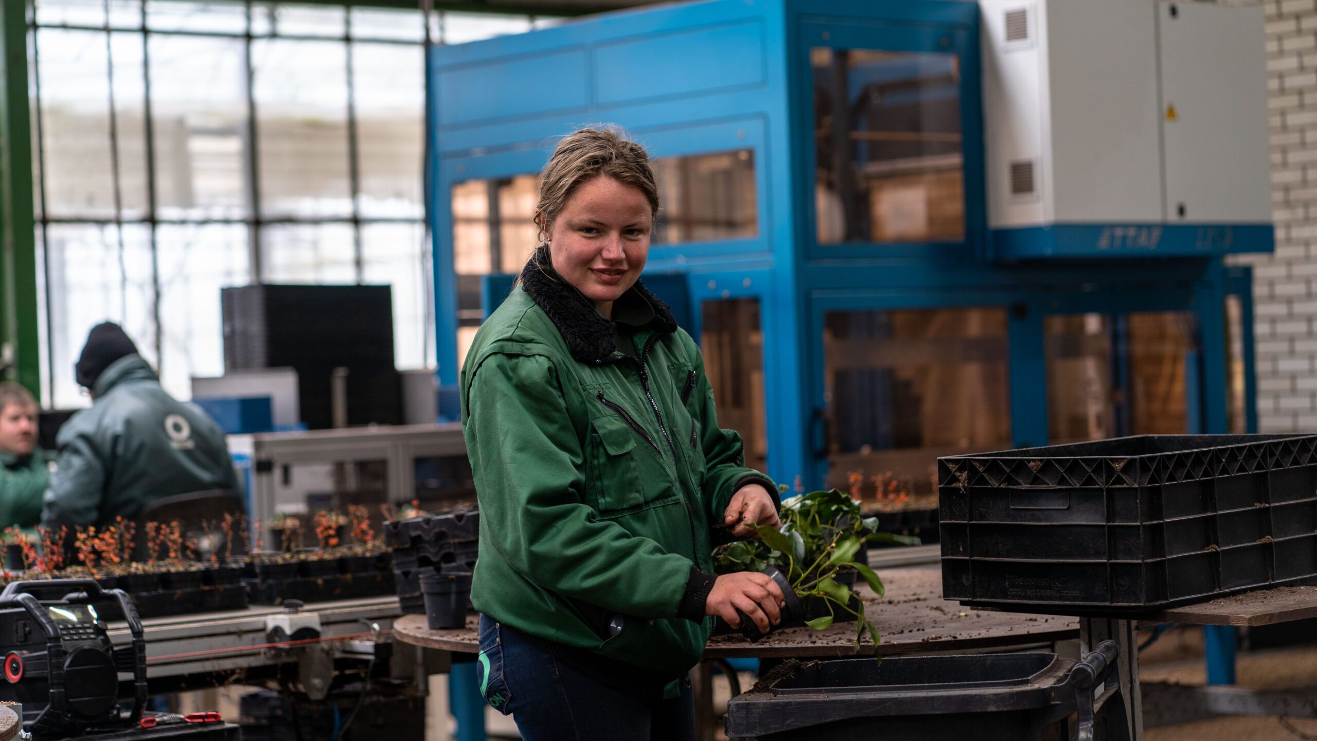 Een medewerker van Ergon Kwekerij knipt stekjes aan de werktafel.